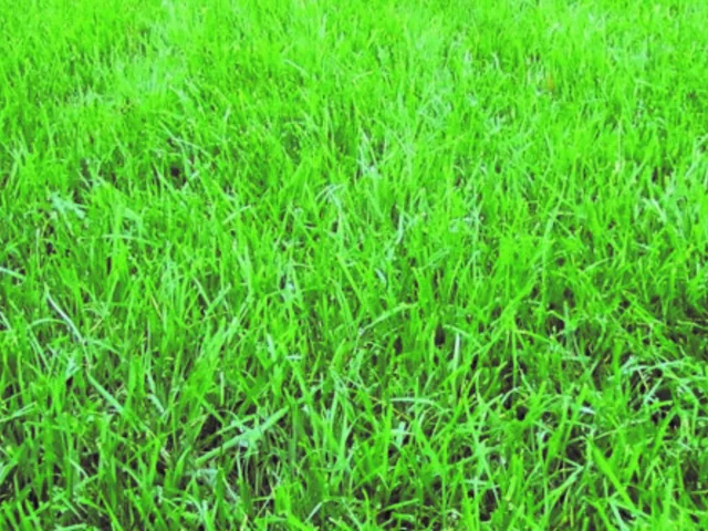 Fine fescue grass in shade