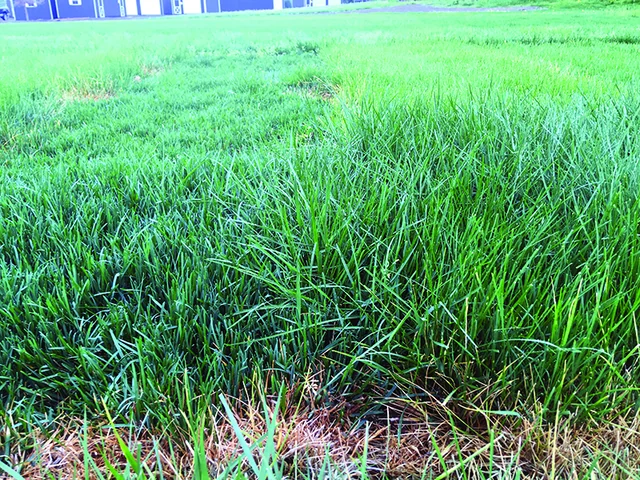 Kentucky bluegrass lawn close-up