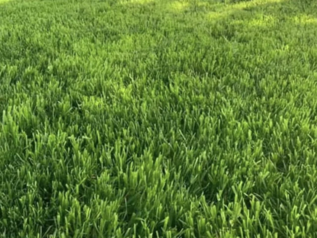 Perennial ryegrass lawn