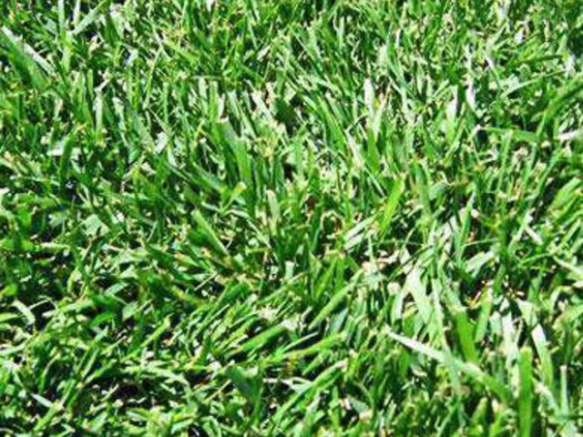 Turf type tall fescue lawn